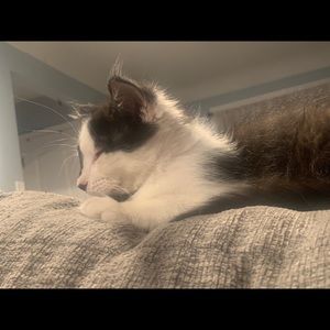 Meet your Posher, Cesar